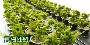 北歐地球頂五國北角.冰島.格陵蘭18天