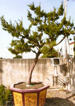 北歐地球頂五國北角.冰島.格陵蘭18天